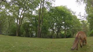 Ohlsdorfer Friedhof: Jungfuchs auf Futtersuche.