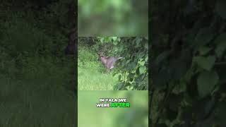 Unbelievable Wildlife Encounter in the Enchanting Forest