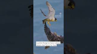 Peregrine Falcon  #subscribe #shorts #wildlife #nature #birdwatching #birdsofprey #falcon #raptors