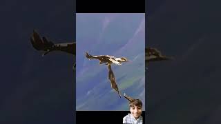 #Eagle attack#prey#predator#viral Eagle