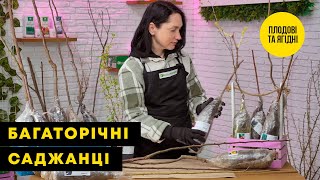 БАГАТОРІЧНІ САДЖАНЦІ | Плодові та ягідні крупноміри | Agro-Market.ua