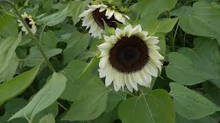 Charming yellow and white Sunflowers