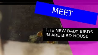 MEET THE NEW BABY BIRDS