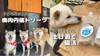 柴犬と夏バテ対策探しに行ったらバテるどころか大騒ぎでした！