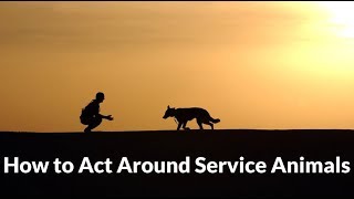 How to Act Around Service Dogs