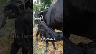 നല്ലയിനം പശുക്കൾ വിൽപ്പനക്ക്  #shorts #cowfarming #cowmarkat #buffallo #goatfarming