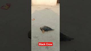 Crow ataking#foryou #viral #youtubeshorts