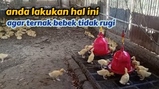 lakukan ini, supaya ternak bebek tidak rugi