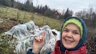 Harvest calendar day 23: Green kale