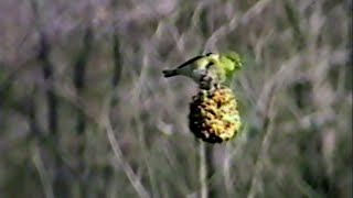 01-02 Feed the Birds, 1993 - JeDye Releases