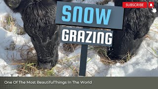 Snow grazing on nice orchard grass with time-lapse video.