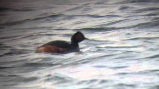 Black-necked grebe at blashford lakes