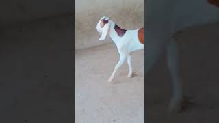 Guess the breed ???#goatfarming #goats #knowledge #shoq #viral #subscribe