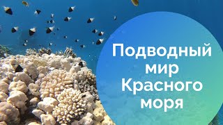 Подводный мир Красного моря