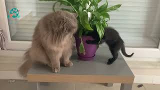 Experienced Cat Teaches Kitten To Eat Flower