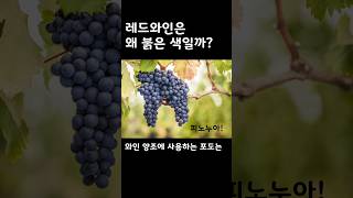 레드와인은 왜 빨간색???