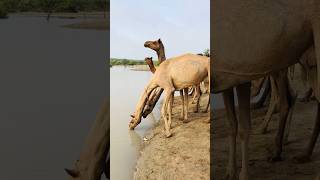 #camel #drinkingwater #youtubeshorts