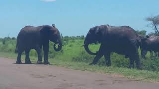 Elephants of Kruger