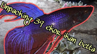 Beli 38 Ekor Ikan Pelaga/Betta/Cupang