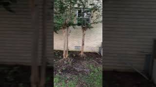 Cutting Back Landscaping