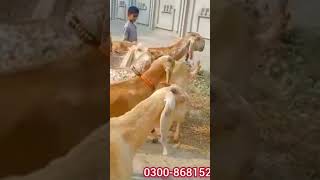 #shorts | makhi cheeni goats | joyia Goat farm | shortvideo | goat farm | goat @joyiaGoatFarm