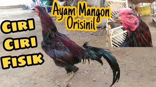 CIRI-CIRI FISIK AYAM MANGON//ORIGINAL