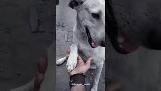 Pet lovers WhatsApp Status Video || Dog lover's special whatsapp status // status duniya 3.0 video