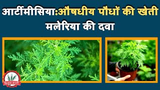 आर्टीमीसिया की खेती ।| औषधीय पौधों की खेती || artemisia ki kheti ki puri jankari || मलेरिया की दवा