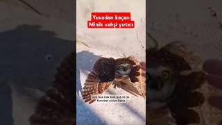 Minik Vahşi Yırtıcı Yuvadan Kaçmış kediye Tilkiye yem olacak