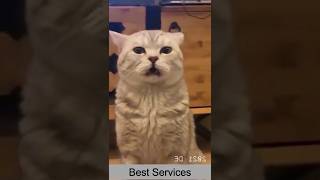 Best Funny Cat Videos - Funniest Cats - Funny Animal Videos - Best Services - #shorts #short