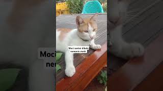 Moci kucing imut#cat #catlover #kucing #kucinglucu #cute #cutecat #moci #kucingimut