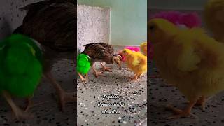 Colour Leghorn chicks raging country chicken's chick | Colour chicks fun and atrocities |#Shorts