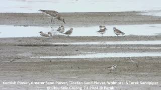 Kentish Plover, Greater Sand Plover, Tibetan Sand Plover, Whimbrel & Terek Sandpiper @ Chiu S C DSCN