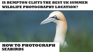 BEMPTON CLIFFS- BEST SUMMER WILDLIFE PHOTOGRAPHY LOCATION?