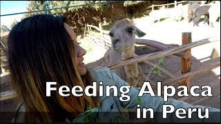 We got to feed Alpaca and Llama's in Cusco Peru