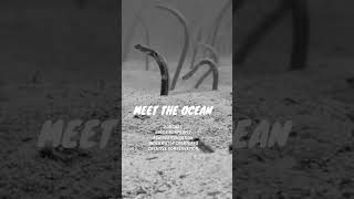 Listen to learn #meettheocean #podcast #ocean #science #nonprofit #pdx