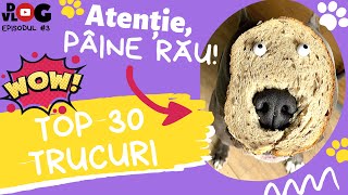 🐶Vlog #3 - Ce trucuri stie cainele meu?