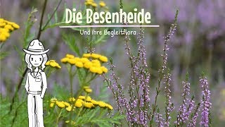 Besenheide - Begleitflora mit Namen