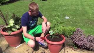 Planting Blackcurrants In Containers | Jack Shilley