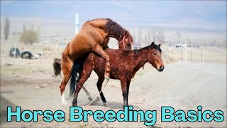 The Shocking Truth About Horse Breeding Basics