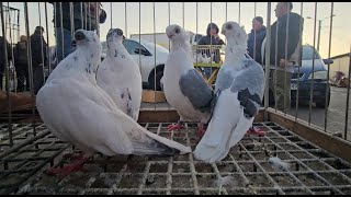 RADOM Gołębie pigeons targ Andrzej W. 19.10.2024 cz.3/4💥Gołębie jasne i wyszwance Andrzeja Radom💥