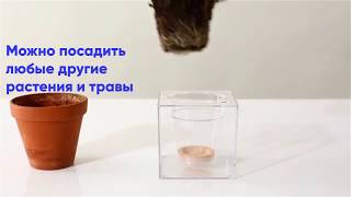 Аквакашпо