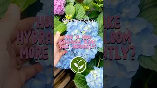 How to make Hydrangeas bloom more Abundantly #plants #shortvideo #youtubeshorts #howto #garden