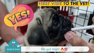 Adorable Pug's First Vet Visit Adventure!