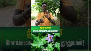 தூதுவளை… நோய்களைப் போக்கும் தூதுவன்...! | #Puthuyugamdigital #Shorts