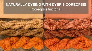 Naturally Dyeing with Dyer's Coreopsis