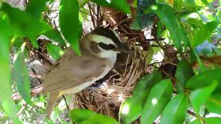 Shrike Bird. Butcher Bird. Ibong Tarat.