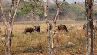 Buffaloes in an African Park.