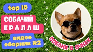 Собаки в ОЧКАХ 😹. Ваше настроение просто взлетит! СМЕШНЫЕ СОБАКИ выпуск №2.