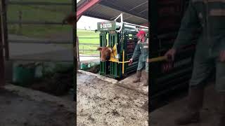 Treat Horned Cattle No Problem with an Arrowquip Cattle Chute